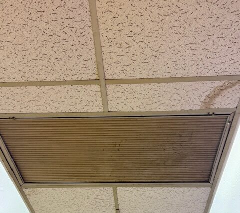 mold in ceiling tiles